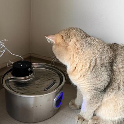 fontaine-a-eau-chat-splendissante