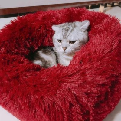 coussin-chat-rouge