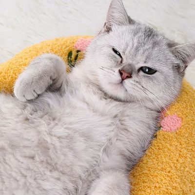 coussin-pour-chat-agréable