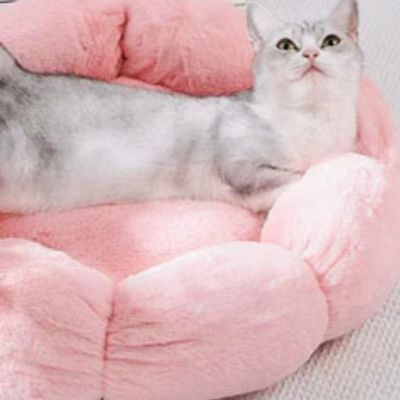 coussin-pour-chat-regard-savoureux