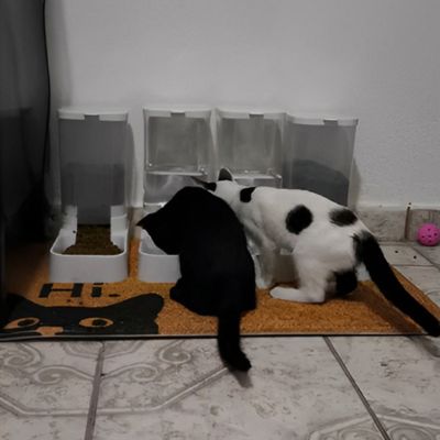 distributeur de croquettes pour chat ensembles