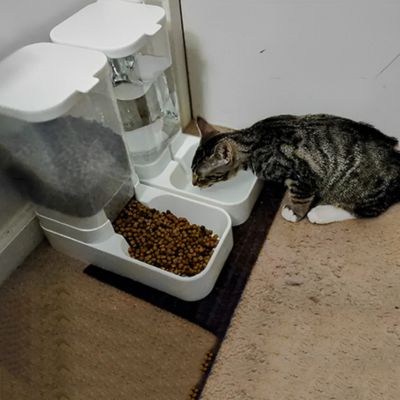 distributeur-de-croquettes-pour-chat-innovant