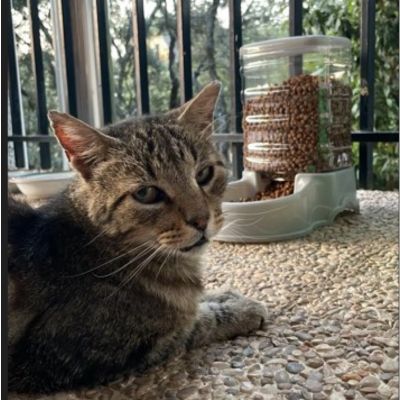 distributeur-de-croquettes-pour-chat-nature