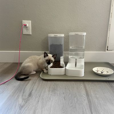 distributeur de croquettes pour chat optimum