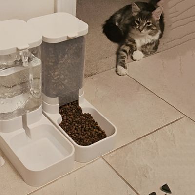 distributeur-de-croquettes-pour-chat-ressasiante