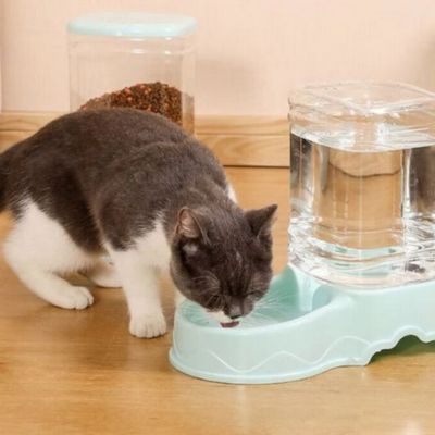 distributeur-de-croquettes-pour-chat-satisfait