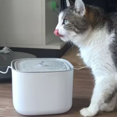 Fontaine a eau chat|Kubyo