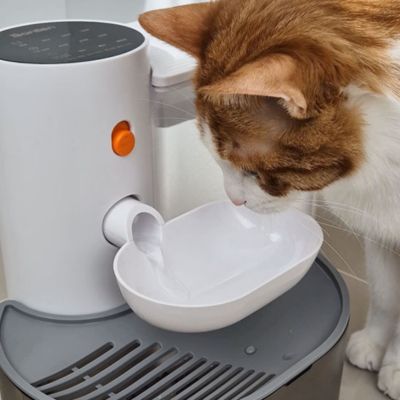 fontaine-a-eau-chat-exclusif