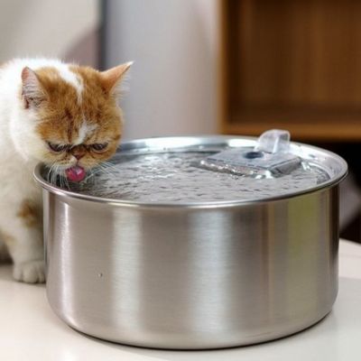 fontaine-a-eau-chat-lapation