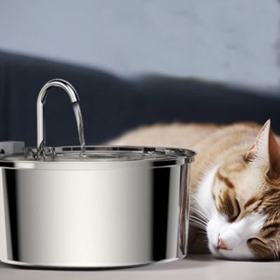 fontaine-a-eau-chat-placidite