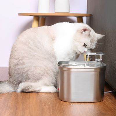 fontaine-a-eau-chat-robustesse