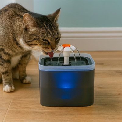 fontaine a eau chat satisfaction absolue