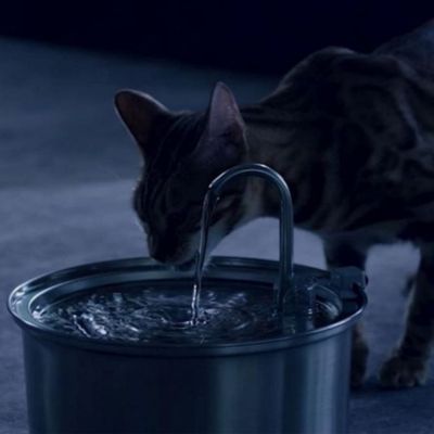 fontaine-a-eau-chat-taciturnes