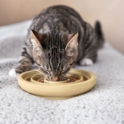 gamelle-anti-glouton-chat-entamee