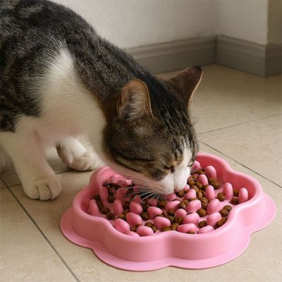 gamelle chat anti glouton difficulté