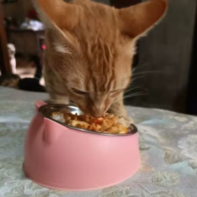 gamelle-chat-inclinee-rose