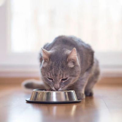 gamelle-chat-inoxydable