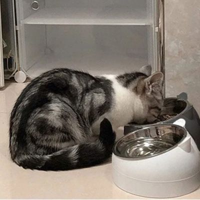 gamelle-chat-mangeant