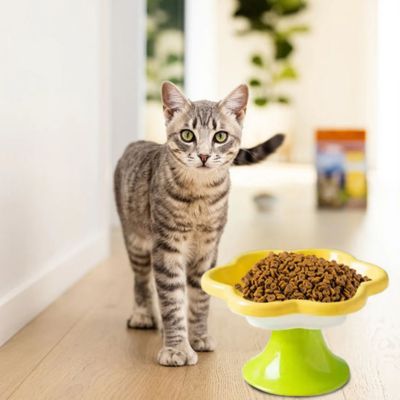 gamelle-chat-surelevee-genereusement-servi