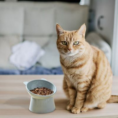 gamelle-chat-surelevee-repas-adapte