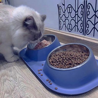Gamelle Chat | Doubdini