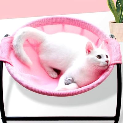 hamac chat irrésistible