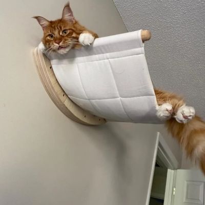 hamac chat perchoir