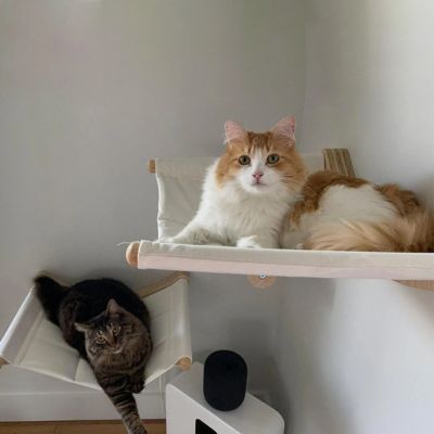 Hamac Chat | Dourepos