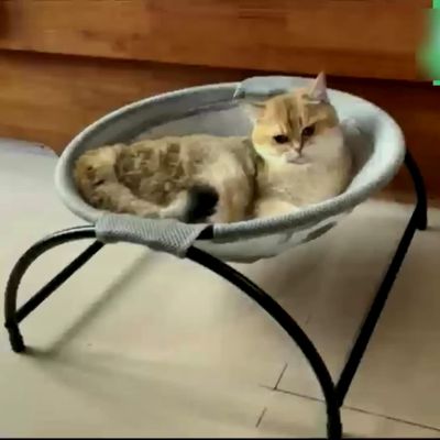 hamac-chat-tranquile