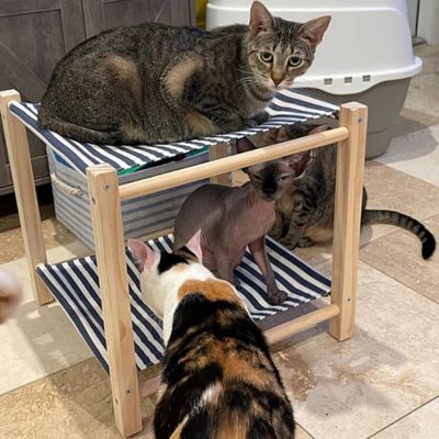 hamac pour chat convoitise