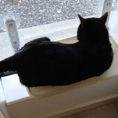 hamac pour chat fenêtre épanoui