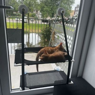 hamac-pour-chat-fenetre-sentimental