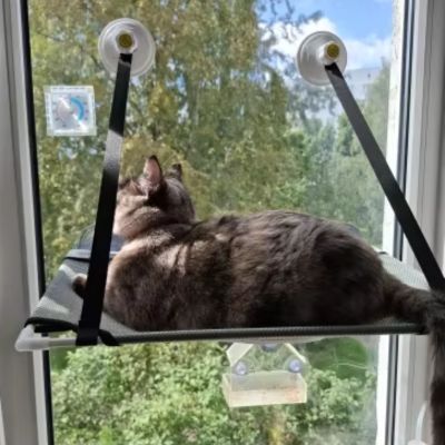 hamac pour chat fenêtre vitrée