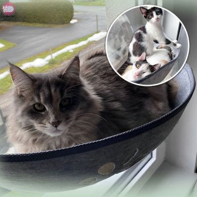 Hamac pour Chat Ventouse|Ventocat