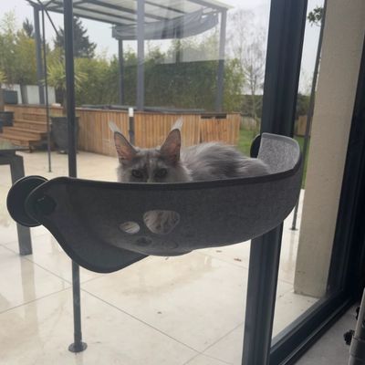 hamac-pour-chat-ventouse-merveille
