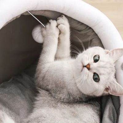 niche pour chat avec jeu