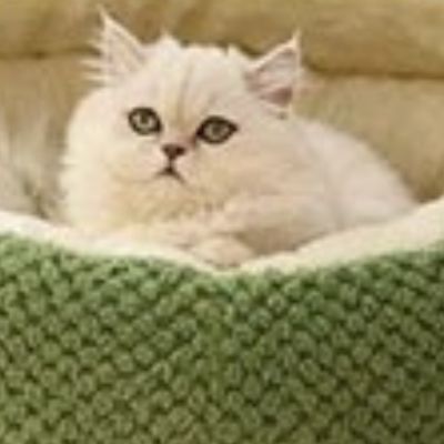 niche pour chat confort irrésistible