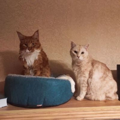 Panier pour chat|Convertis