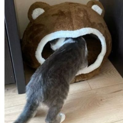 niche-pour-chat-douillette