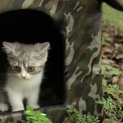 niche pour chat exterieur découverte