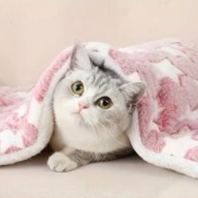 tapis-pour-chat-impactant