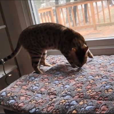 tapis-pour-chat-joueur