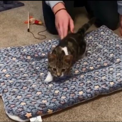 tapis-pour-chat-ludique