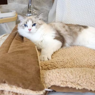 tapis pour chat|Modulat