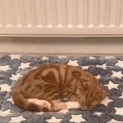 tapis-pour-chat-reposant