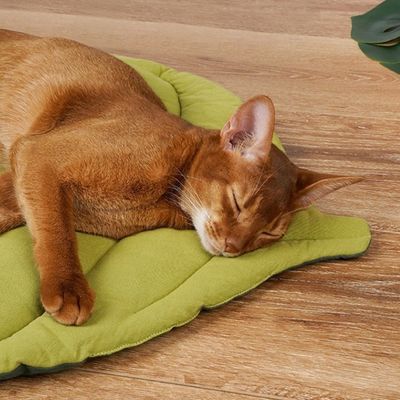 Tapis pour chat | Dourefuge